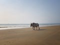 White horned bull walks down the sandy beach opposite the sea. Indian cow, holy cow, sacred animal Royalty Free Stock Photo
