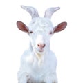 White horned goat on a white background Royalty Free Stock Photo