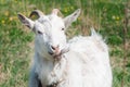 White horned goat eating dry grass on a green meadow on a summer sunny day Royalty Free Stock Photo