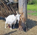 White horned goat on the farm Royalty Free Stock Photo
