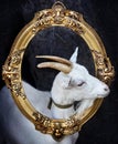 A white horned goat in the golden moulding frame on the dark dramatic background