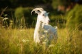 White horned goat grazed on a green meadow Royalty Free Stock Photo