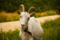 White horned goat grazes on green grass on a summer day Royalty Free Stock Photo