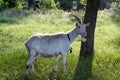 White horned goat grazes in the meadow Royalty Free Stock Photo