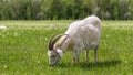 White horned goat grazing on a green field eating grass. Royalty Free Stock Photo