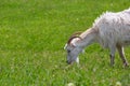 White horned goat grazing on a green lawn with grass. Royalty Free Stock Photo