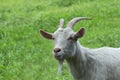 White horned goat on the green grass. Royalty Free Stock Photo