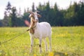 A white horned goat head on blurry natural background Royalty Free Stock Photo