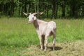 White horned goat outdoors Royalty Free Stock Photo