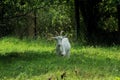 white horned goat walks on green grass Royalty Free Stock Photo