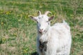 White horned goat wearing a collar eating dry grass on a green meadow on a summer sunny day Royalty Free Stock Photo