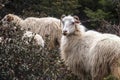 White horned long pelage sheep