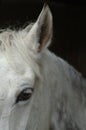 White horse Royalty Free Stock Photo