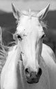 White horse Royalty Free Stock Photo