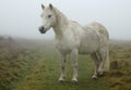 White horse Royalty Free Stock Photo