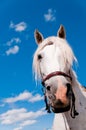 White horse Royalty Free Stock Photo