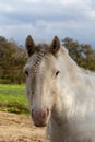 Friendly White horse closeup Royalty Free Stock Photo