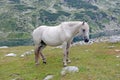 White horse Royalty Free Stock Photo