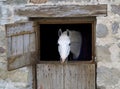 White Horse Royalty Free Stock Photo