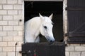 White horse Royalty Free Stock Photo