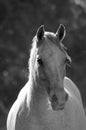 White horse Royalty Free Stock Photo