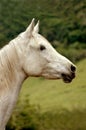 Horse white Royalty Free Stock Photo