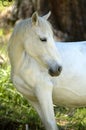 White horse Royalty Free Stock Photo