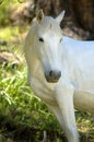 White horse Royalty Free Stock Photo