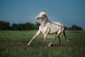 White Horse Akhal-Teke Royalty Free Stock Photo