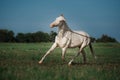 White Horse Akhal-Teke