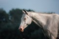 White Horse Akhal-Teke Royalty Free Stock Photo