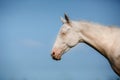 White Horse Akhal-Teke Royalty Free Stock Photo