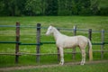 White horse, Akhal Teke, standing in a paddock