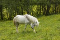 White horse Alps - Dachstein region, Austria
