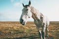 White Horse Animal pasture grazing field