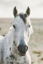 White Horse Animal portrait close up pasture grazing field landscape