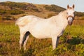 White horse anoyed by flies in grazing land