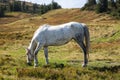 White horse in aplles grazing in meadow. Farm animal concept. Horse eating grass in hills. Horse on pasture.