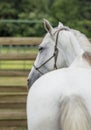 White horse Royalty Free Stock Photo