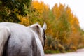 A white horse on the background of an autumn forest