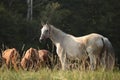 white horse on a background of trees in the field at dawn horse on a background of trees Royalty Free Stock Photo