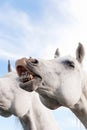 White Horse Baring Its Teeth Royalty Free Stock Photo