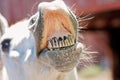 White Horse Baring Its Teeth Royalty Free Stock Photo