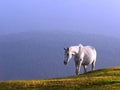 White horse