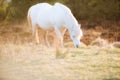 White horse - beautiful white stallion running on a meadow at dawn