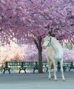 White horse below the cherry trees full of pink cherry bloom latin: Cerasus