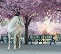 White horse below the cherry trees full of pink cherry bloom latin: Cerasus