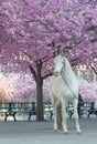 White horse below the cherry trees full of pink cherry bloom latin: Cerasus