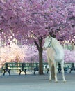 White horse below the cherry trees full of pink cherry bloom latin: Cerasus