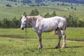 White horse with big penis grazing tethered